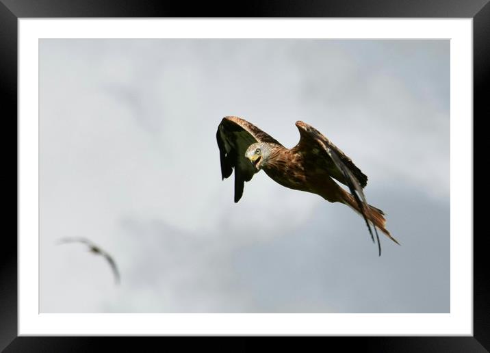 Red Kite in Wales Framed Mounted Print by Greg Sheard