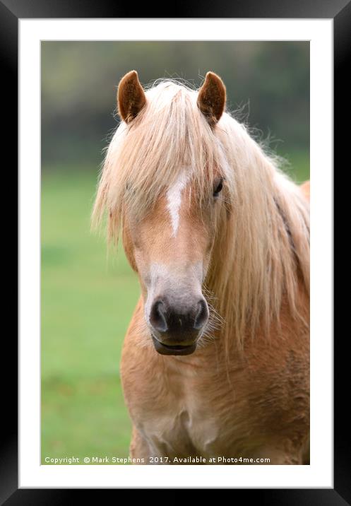 Chestnut Pony Framed Mounted Print by Mark Stephens