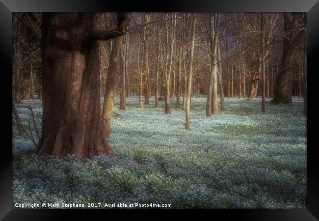 Sea Of Snowdrops Framed Print by Mark Stephens