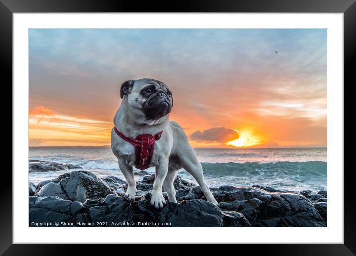 Pug on a rock #3 Framed Mounted Print by Simon Maycock