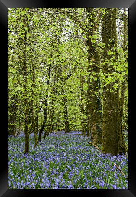 Bluebells in Bodmin Framed Print by Simon Maycock