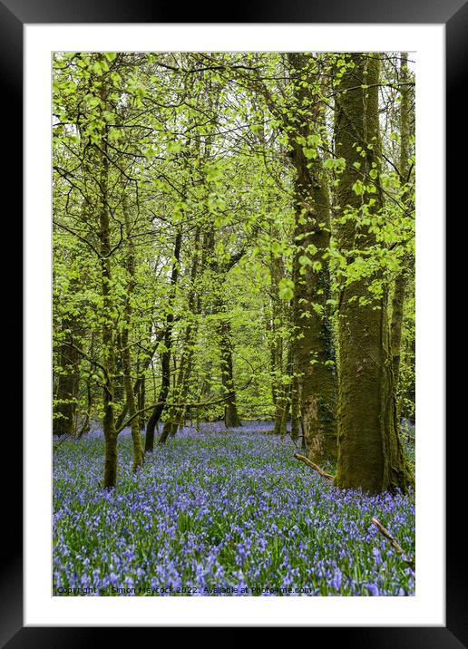 Bluebells in Bodmin Framed Mounted Print by Simon Maycock