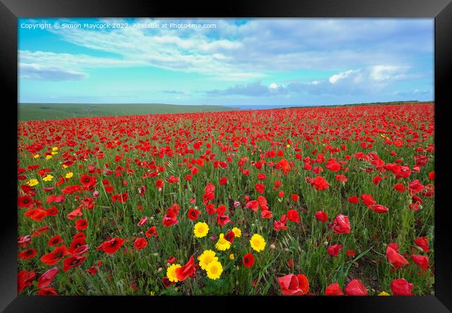 West Pentire Poppy Field in Cornwall Framed Print by Simon Maycock