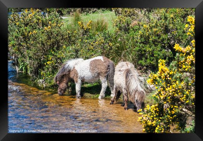 Dartmoor Ponies drinking from a river Framed Print by Simon Maycock