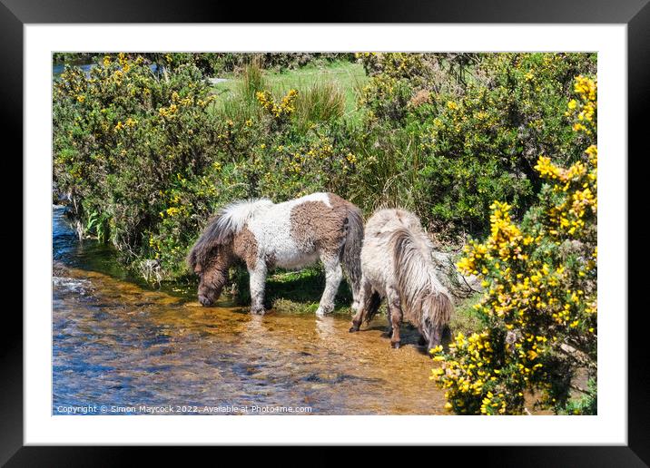 Dartmoor Ponies drinking from a river Framed Mounted Print by Simon Maycock