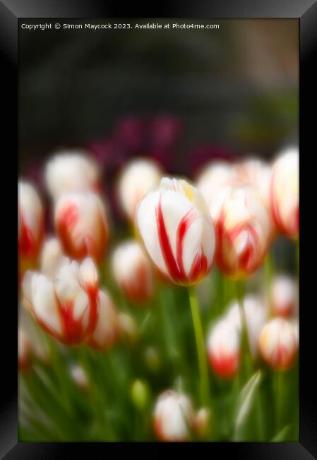 White and Red Tulips Framed Print by Simon Maycock