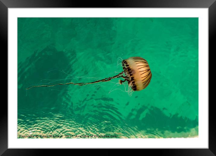 Jellyfish #1 Framed Mounted Print by Simon Maycock