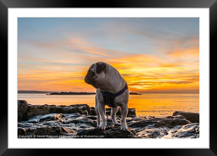 Pug on a Rock Framed Mounted Print by Simon Maycock