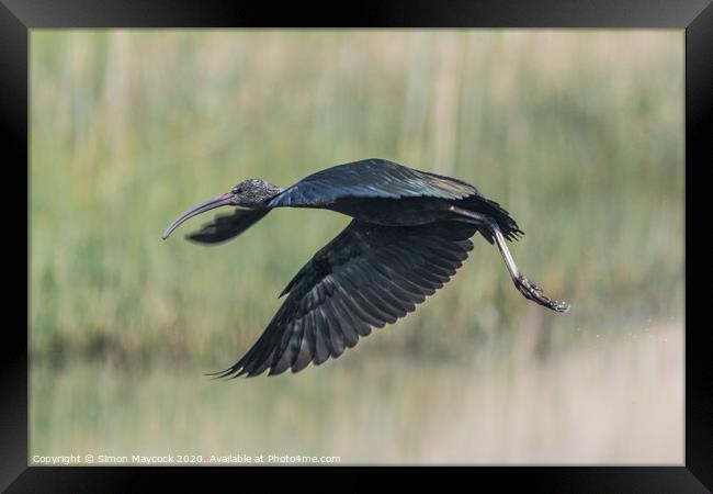 Glossy Ibis flying in Cornwall Framed Print by Simon Maycock