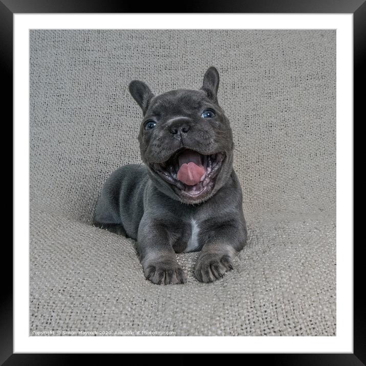 Laughing French Bulldog Pup Framed Mounted Print by Simon Maycock