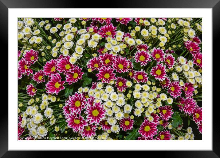 Chrysanthemum sound and stallion arrangement Framed Mounted Print by Simon Maycock