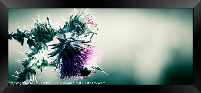 Thistle Framed Print by Mike Roberts