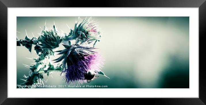 Thistle Framed Mounted Print by Mike Roberts
