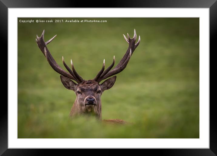 Stag Relaxing Framed Mounted Print by kevin cook