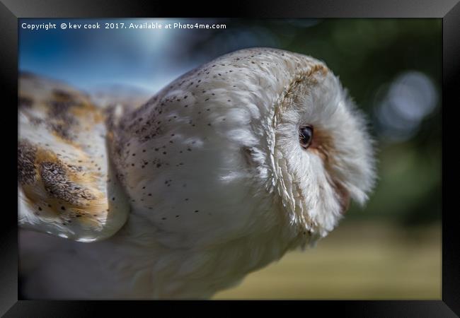 Barn Owl Framed Print by kevin cook