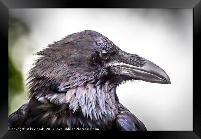 Portrait of a Raven Framed Print by kevin cook