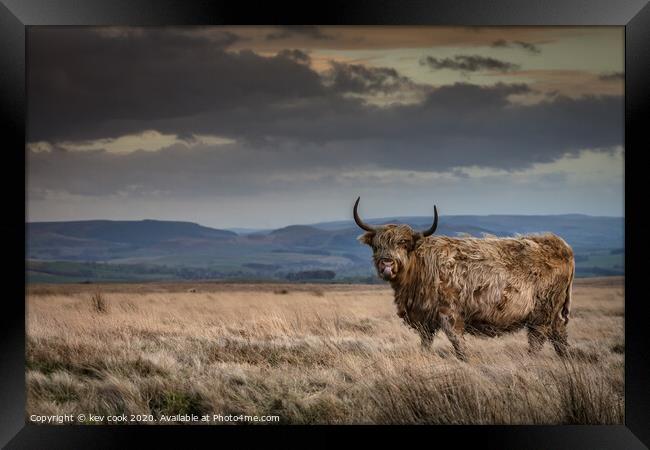 Autumnal coo Framed Print by kevin cook