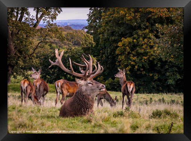 The Bull Framed Print by kevin cook