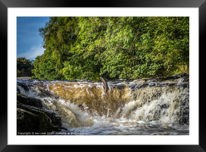 Salmon leaping Framed Mounted Print by kevin cook