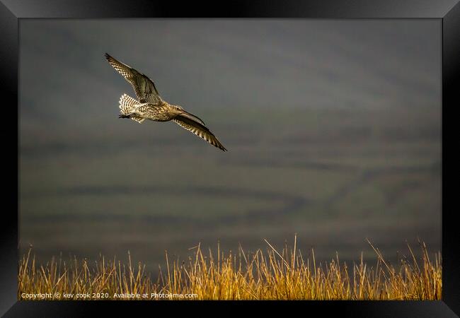 Autumn Curlew Framed Print by kevin cook