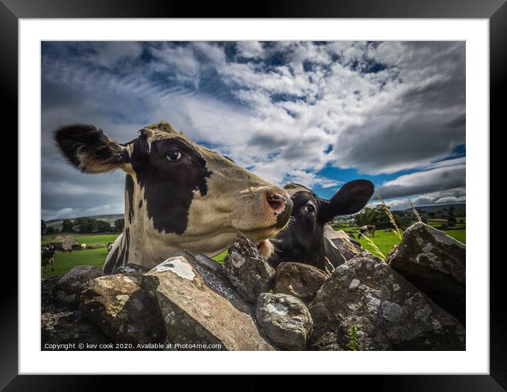 curious cows Framed Mounted Print by kevin cook