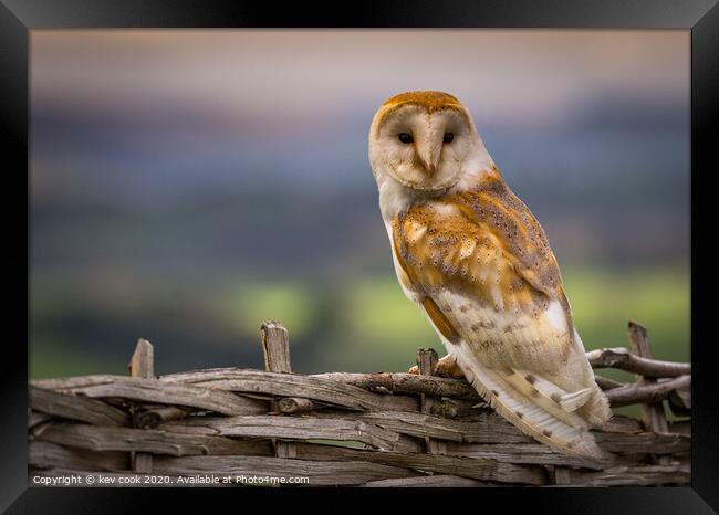 Barn Owl Framed Print by kevin cook