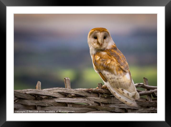 Barn Owl Framed Mounted Print by kevin cook