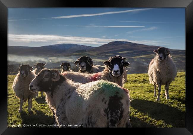 Coloured Swaledales  Framed Print by kevin cook