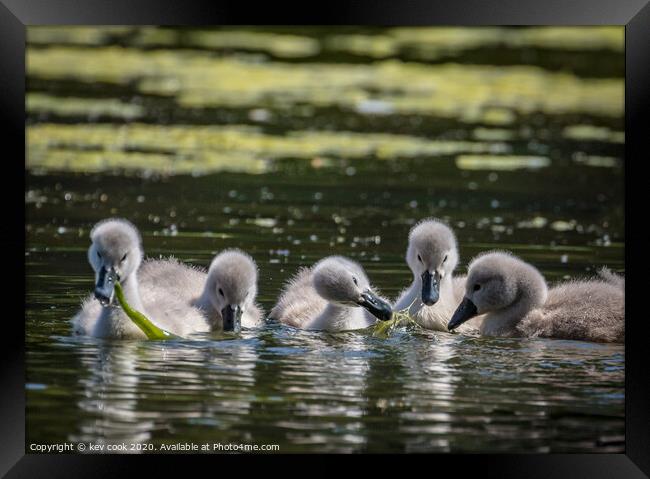 The Cygnets Framed Print by kevin cook