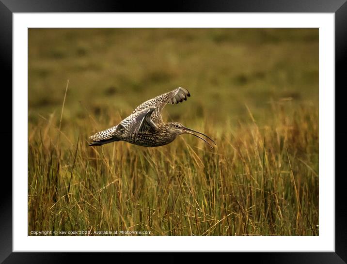 Curlew landing Framed Mounted Print by kevin cook