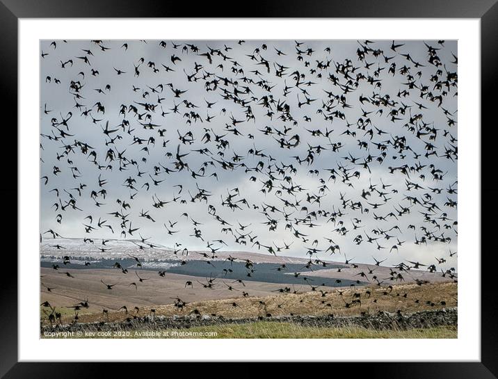 Starlings Framed Mounted Print by kevin cook
