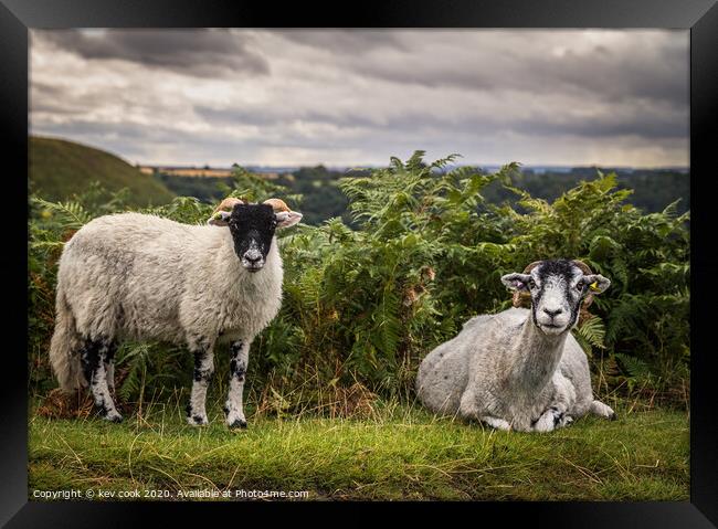 Moorland sheep Framed Print by kevin cook