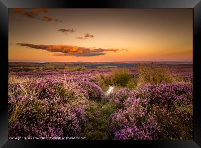 Moors Heather Framed Print by kevin cook