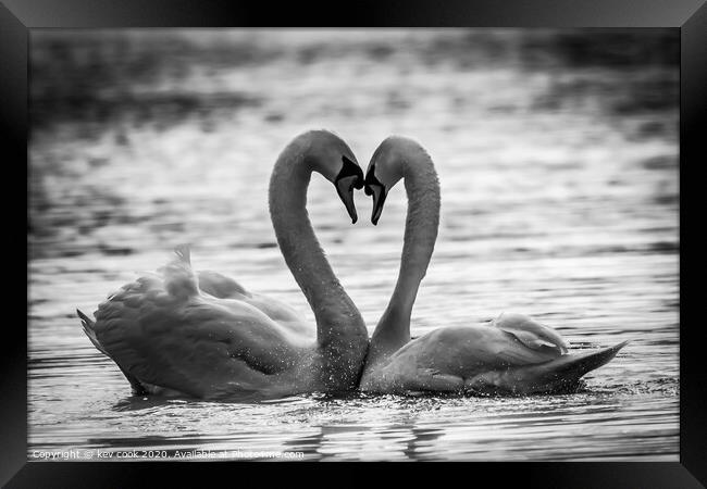 Swan love Framed Print by kevin cook