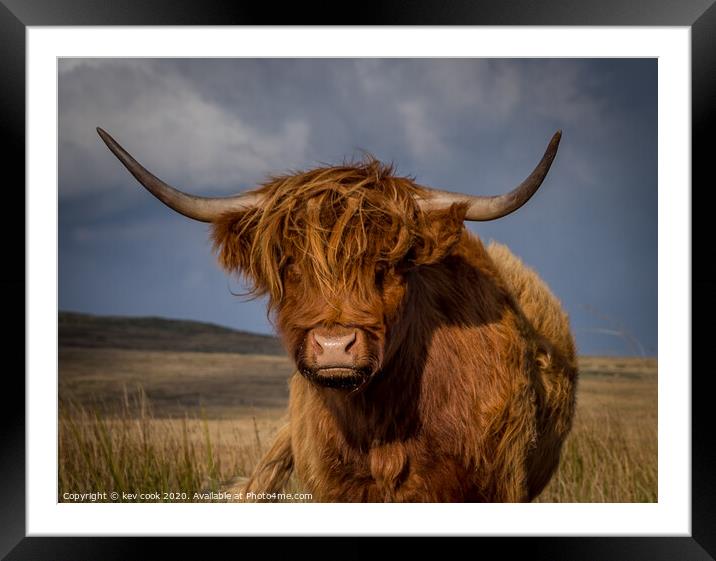Highland coo Framed Mounted Print by kevin cook