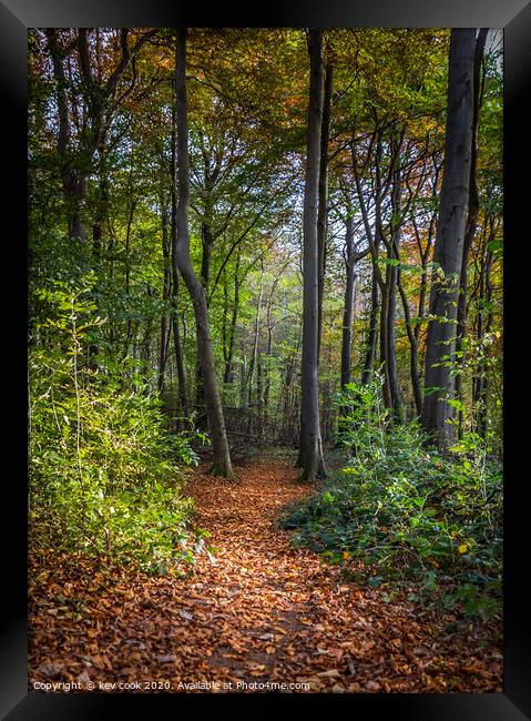 Woodland path Framed Print by kevin cook