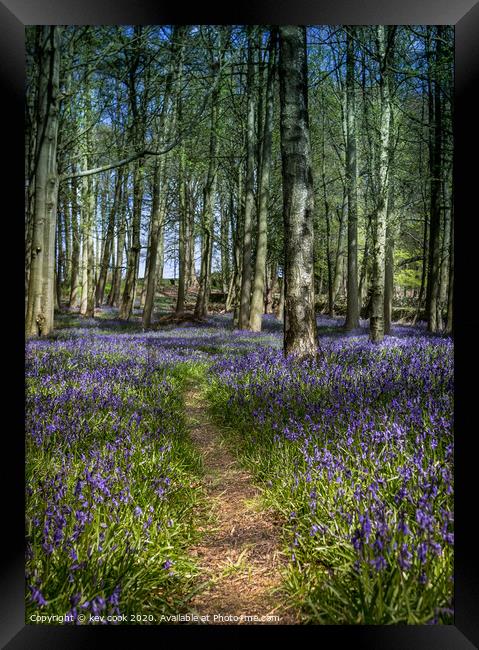 Bluebell path Framed Print by kevin cook