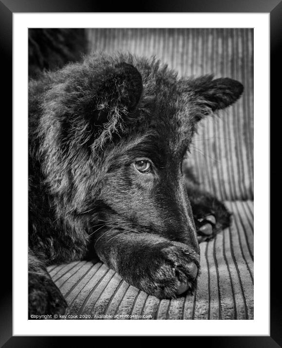 GSD Framed Mounted Print by kevin cook