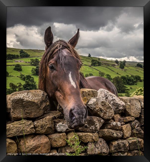 Swaledale pony-square Framed Print by kevin cook