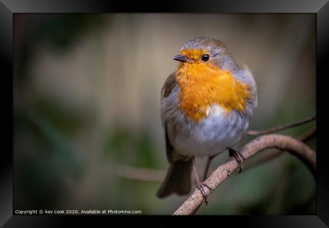 Robin resting Framed Print by kevin cook