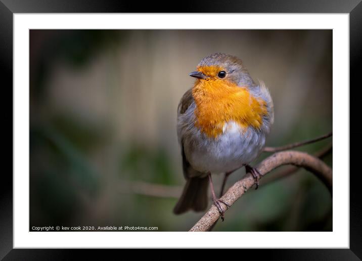 Robin resting Framed Mounted Print by kevin cook