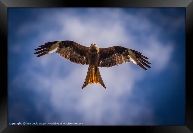 Red Kite Framed Print by kevin cook