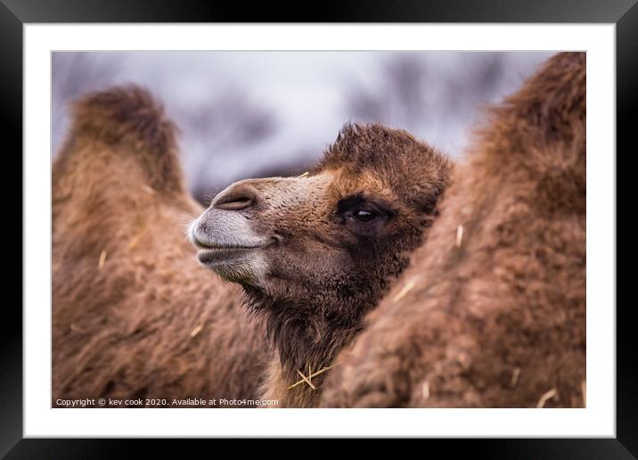 A close up of a camel that is looking at the camera Framed Mounted Print by kevin cook