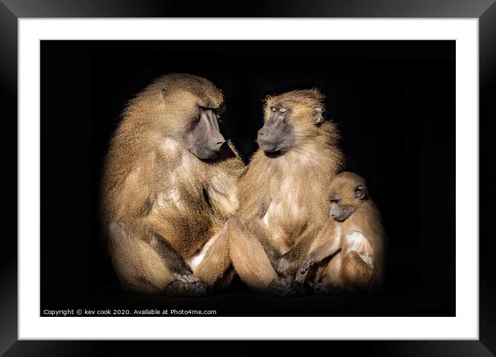 Baboons Framed Mounted Print by kevin cook