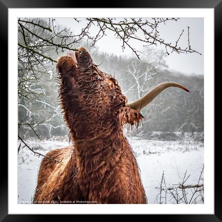 Highland cow Framed Mounted Print by kevin cook