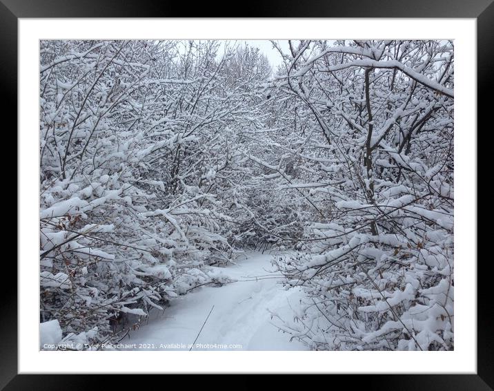 Winter Touched Trail Framed Mounted Print by Tylor Plasschaert