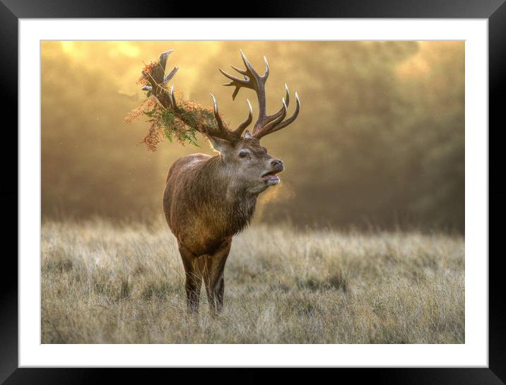 Red Stag Framed Mounted Print by Bett Atherton