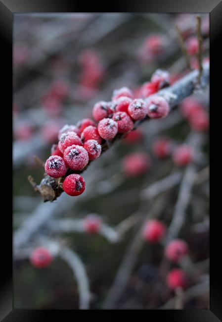 Red berries with frost Framed Print by Carl Pepper