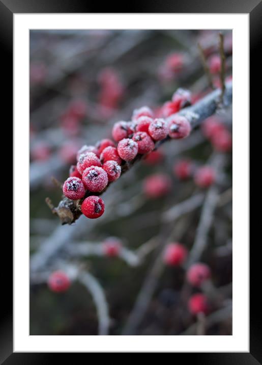 Red berries with frost Framed Mounted Print by Carl Pepper