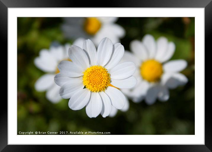 Common Daisy Framed Mounted Print by Brian Conner